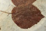 Two Gorgeous Fossil Leaves (Davidia & Beringiaphyllum) - Montana #196800-2